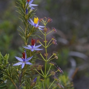 Calectasia grandiflora